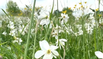 Babócsa Község Önkormányzata - Rákóczi U. 12 Babócsa Község Önkormányzata - Rákóczi U. 12