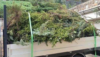 Bujakert - Favágás Budakalász , Telek tisztítás Budakalász - Tímár U. 19/c