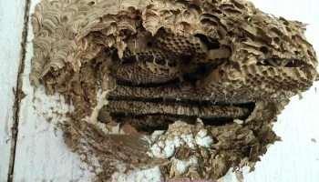 Légycsapó - Pál U. 2 Légycsapó - Pál U. 2