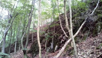 Mohos-kő 423 m, vizes fa, avar - 5Vpj+75