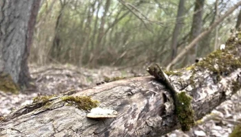 Nyírábrányi Káposztás-lapos - Nyírábrány