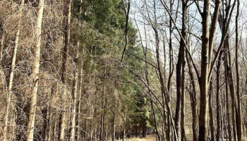 Recsk régi arborétum - Recsk