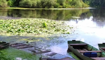Tőserdő Holt Tisza - Magyarország