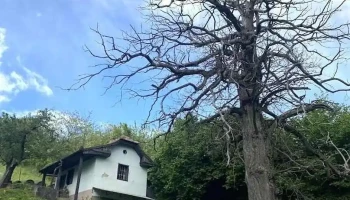 Zala - Zala