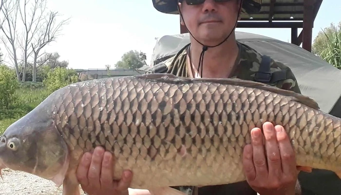 Battyan Carp Lake Akcio - Szabadbattyán