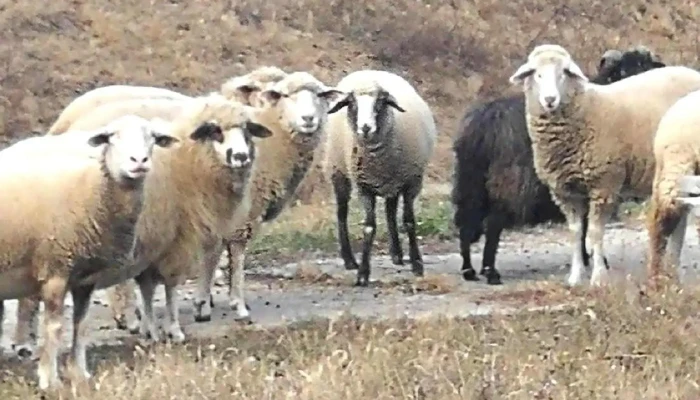 Berceli Gabona Kft -  Osszes - Ceglédbercel