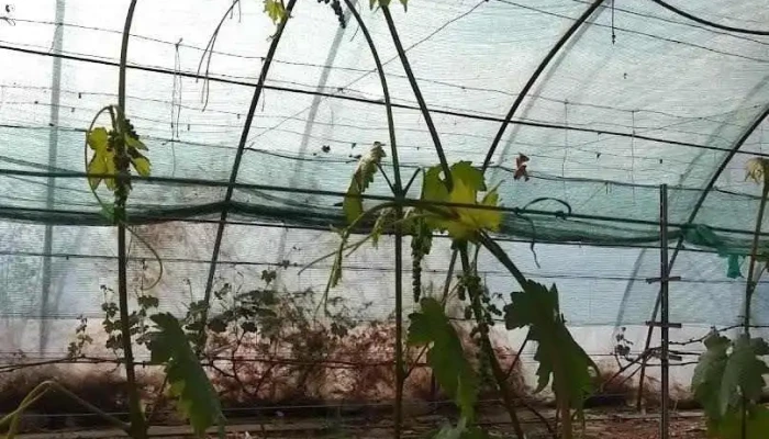 Csanádpalota - Csanádpalota