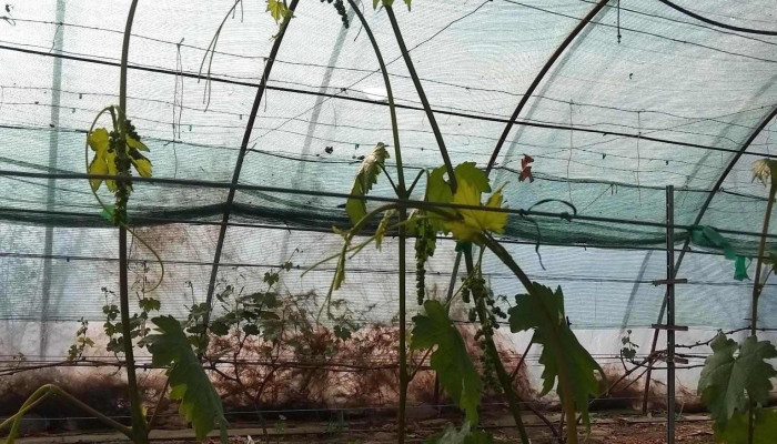 Csanadpalota Osszes - Csanádpalota