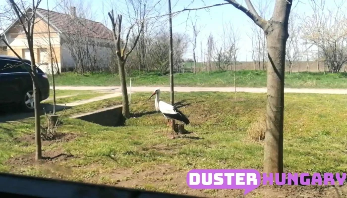 Csanadpalota Videok - Csanádpalota