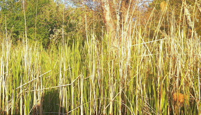 Fegyverneki -  Holt Tisza Hogyan Lehet Odajutni - Hungary