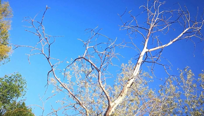 Fegyverneki -  Holt Tisza Instagram - Hungary
