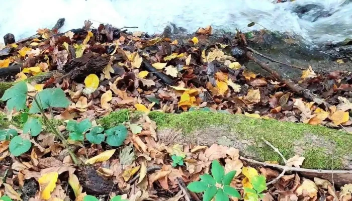 Felsotarkany Videok - Felsőtárkány