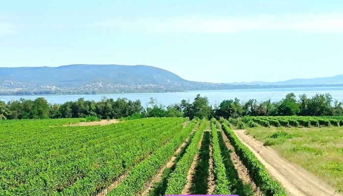 Hamvas Bela Kilato Hegy - Balatonberény