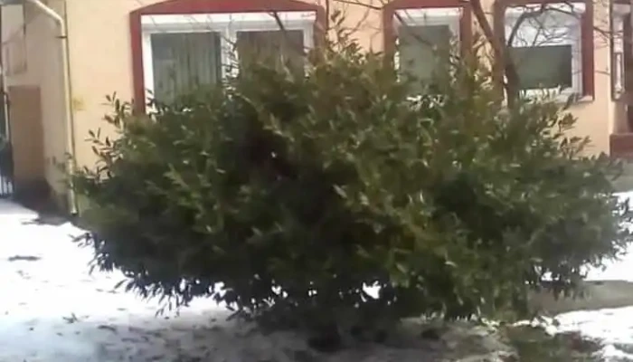 Haziorvosi Rendelo Dr Balla Beata Videok - Deszk