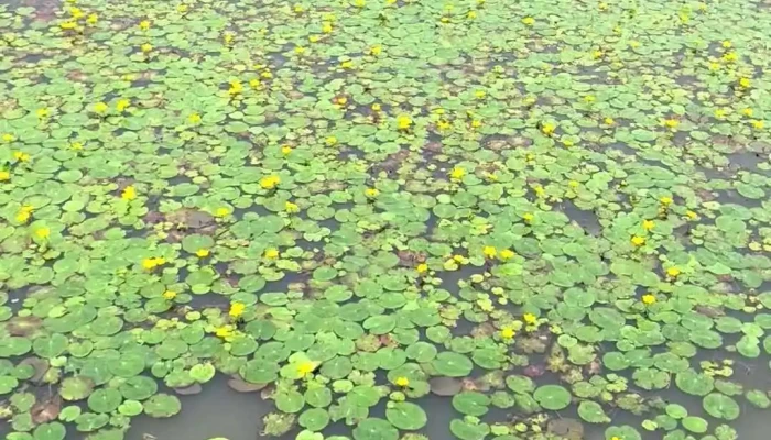 Hortobagyi Halasto Videok - Hortobágy