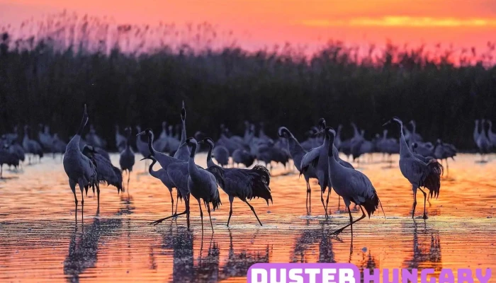 Hortobagyi Nemzeti Park Igazgatosag A Tulajdonostol - Debrecen
