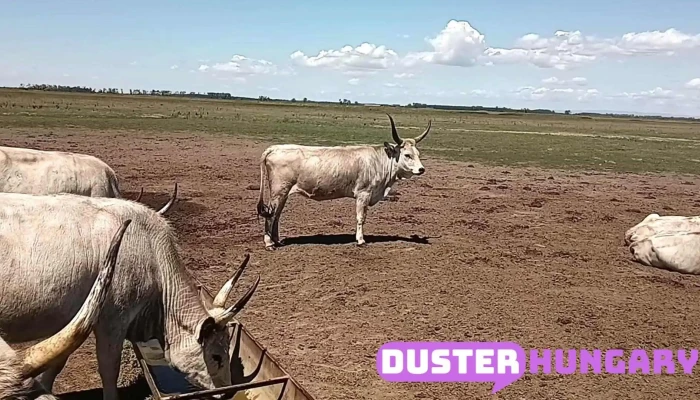 Hortobagyi Nemzeti Park Videok - Hungary