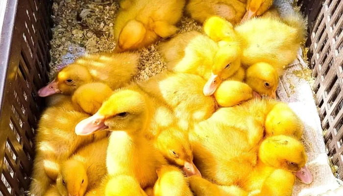 Jaszapati Vasarter Fotok - Jászapáti