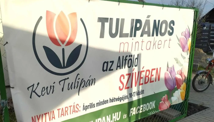 Kevi Tulipan Hol - Túrkeve