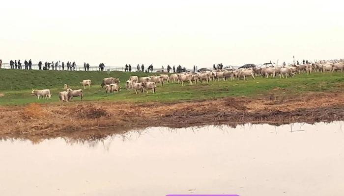 Kilenclyuku Hid Hortobagyi Nemzeti Park - Hortobágy