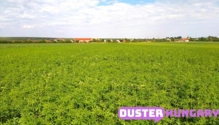 Maklar Osszes - Maklár