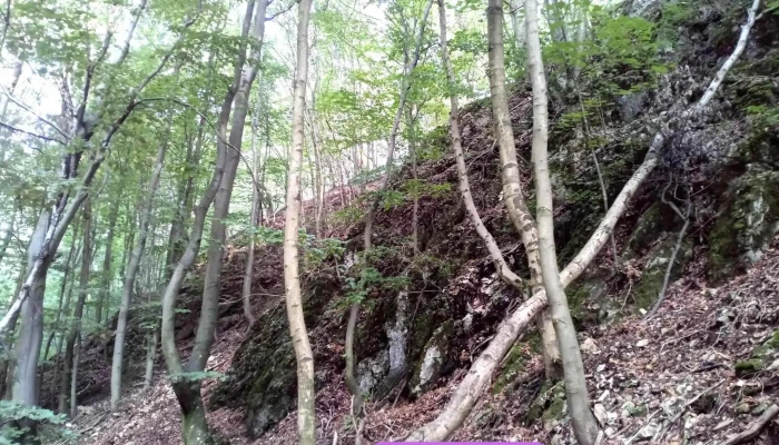 Mohos-kő 423 m, vizes fa, avar - 5Vpj+75