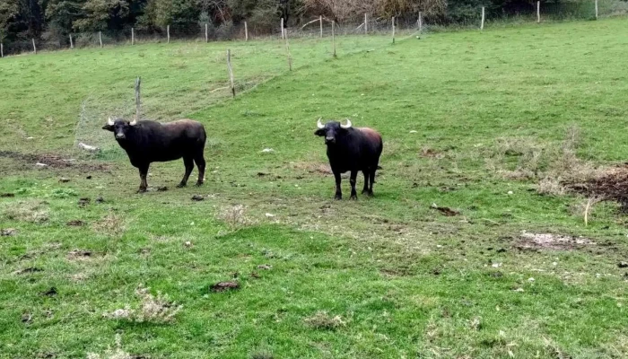 Oko Bukkosd Kft Udulőpark - Bükkösd