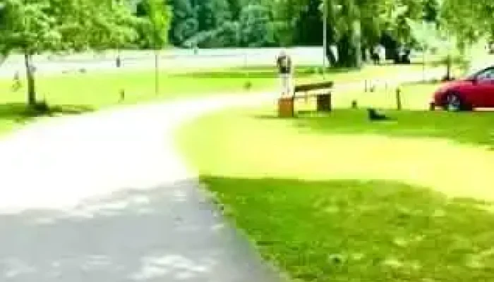 Part Dunabogdany   Bufe Hajotarolas Videok - Dunabogdány
