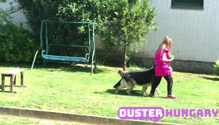 Skydog Kutyaiskola Kaposvar Skrek Roland A Tulajdonostol - Kaposmérő