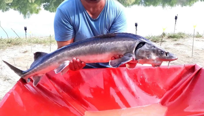 Szenas  Carp Horgasztelep - Nagyszénás