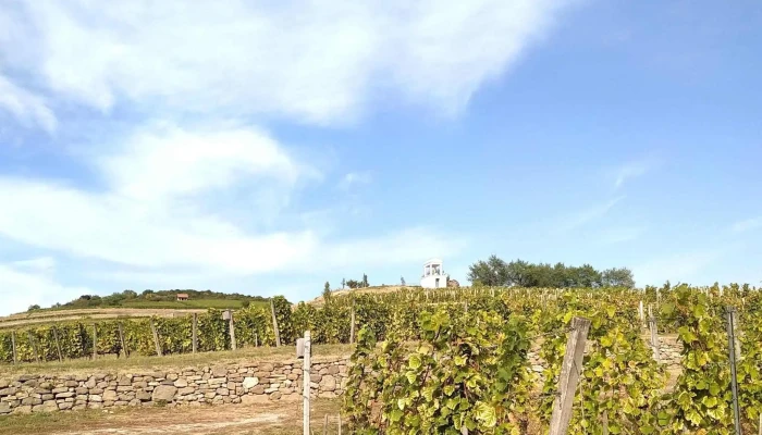 Tokaj Disznoko Szolobirtok Es Pinceszet Zrt Menetrend - Mezőzombor