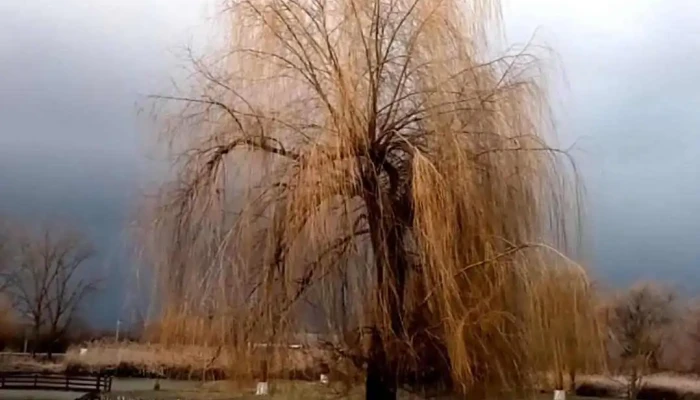 Tyukod -  Videok - Tyukod